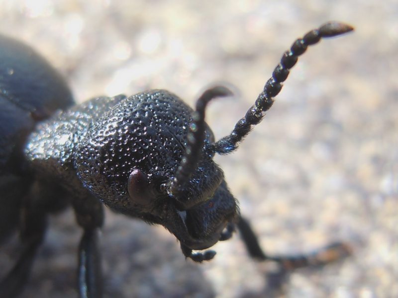 ...dalla Gallura... Meloe cicatricosus